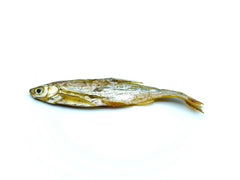 Nahaufnahme von Futterfischen 4–7 cm getrocknet in hoher Qualität