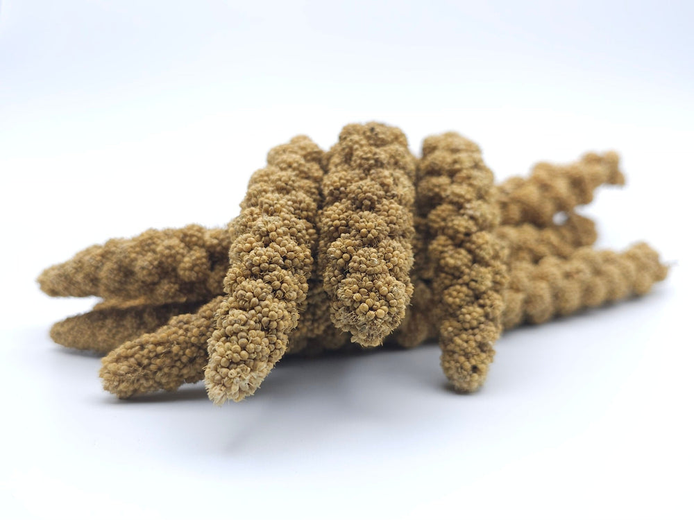 Kolbenhirse gelb 0,2 - 20 KG - futter - tiere.de