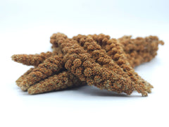 Kolbenhirse rot 0,2 - 20 KG - futter - tiere.de