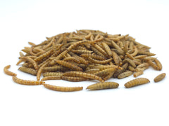 Insekten-Mix getrocknet im Eimer