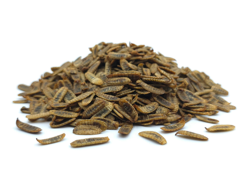 Soldatenfliegenlarven getrocknet als proteinreiches Geflügelfutter