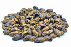 1 KG Seidenraupen getrocknet - futter - tiere.de