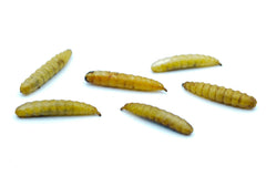 1 KG Soldatenfliegenlarven (Hermetia) getrocknet - futter - tiere.de