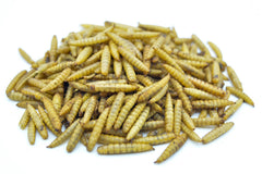 1 KG Soldatenfliegenlarven (Hermetia) getrocknet - futter - tiere.de