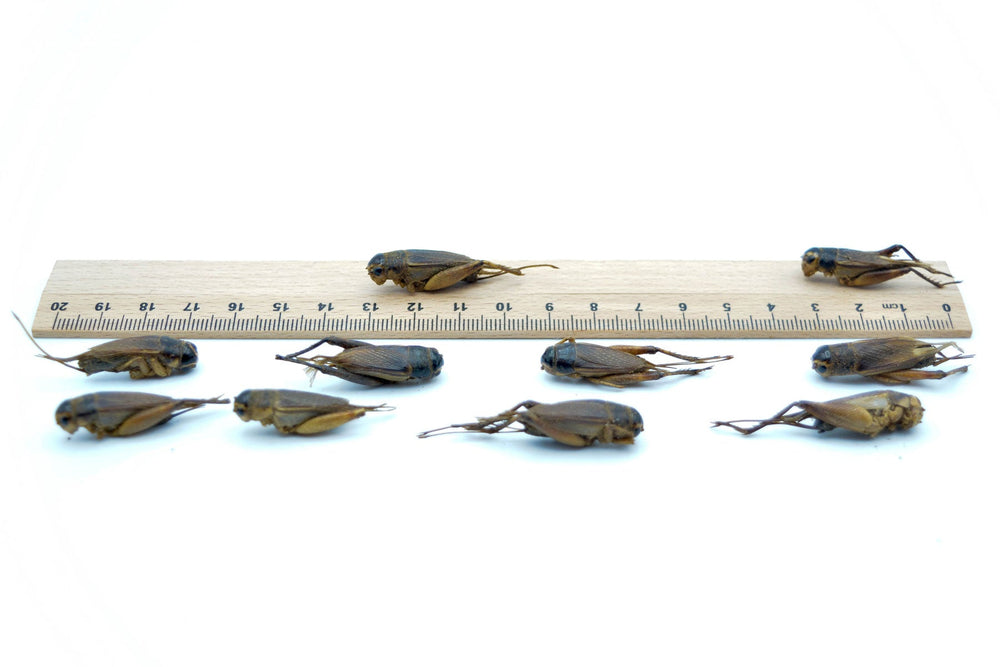 10 KG Grillen getrocknet - futter - tiere.de