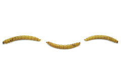 10 KG Mehlwürmer getrocknet - futter - tiere.de