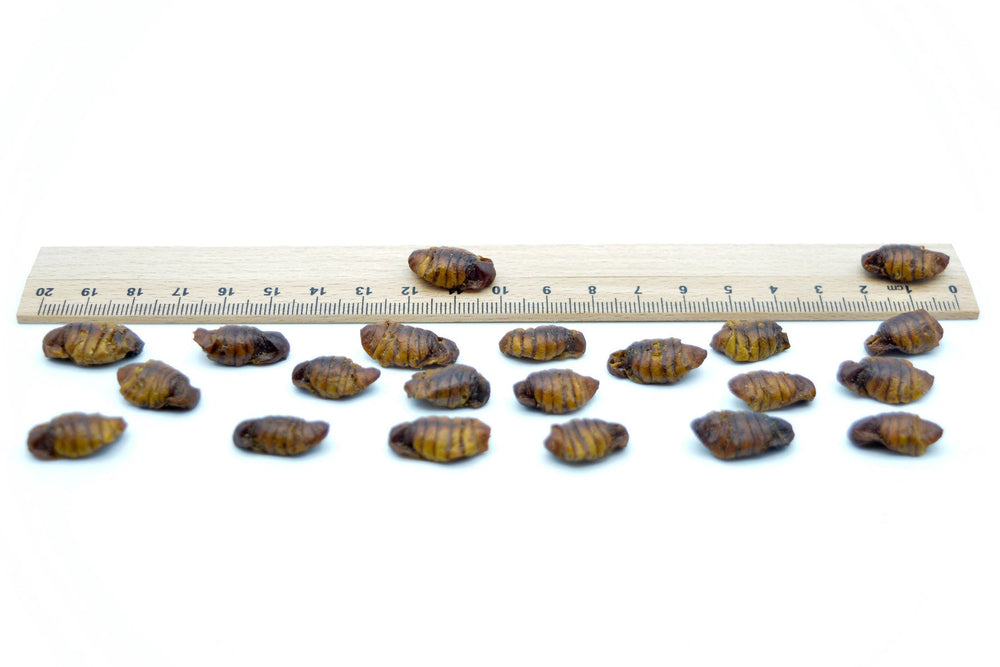 10 KG Seidenraupen getrocknet - futter - tiere.de