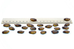 10 KG Seidenraupen getrocknet - futter - tiere.de