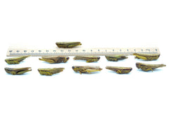 2 KG Grashüpfer (Heuschrecken) getrocknet - futter - tiere.de