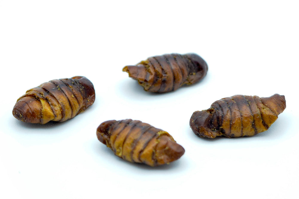 2 KG Seidenraupen getrocknet - futter - tiere.de