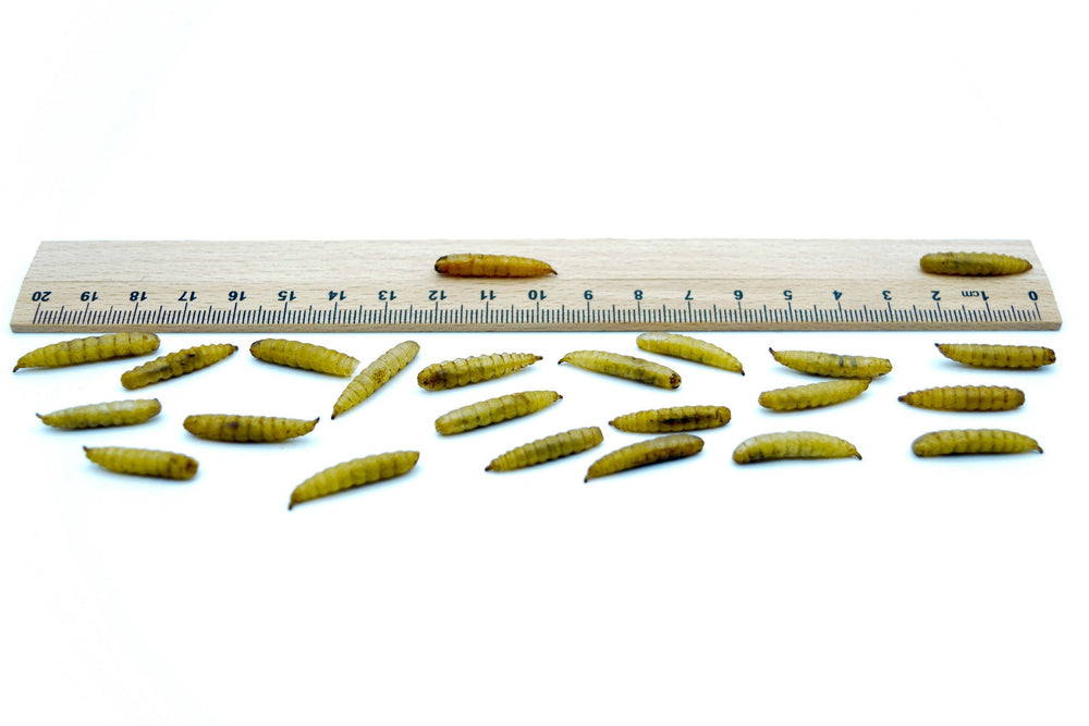 2 KG Soldatenfliegenlarven (Hermetia) getrocknet - futter - tiere.de