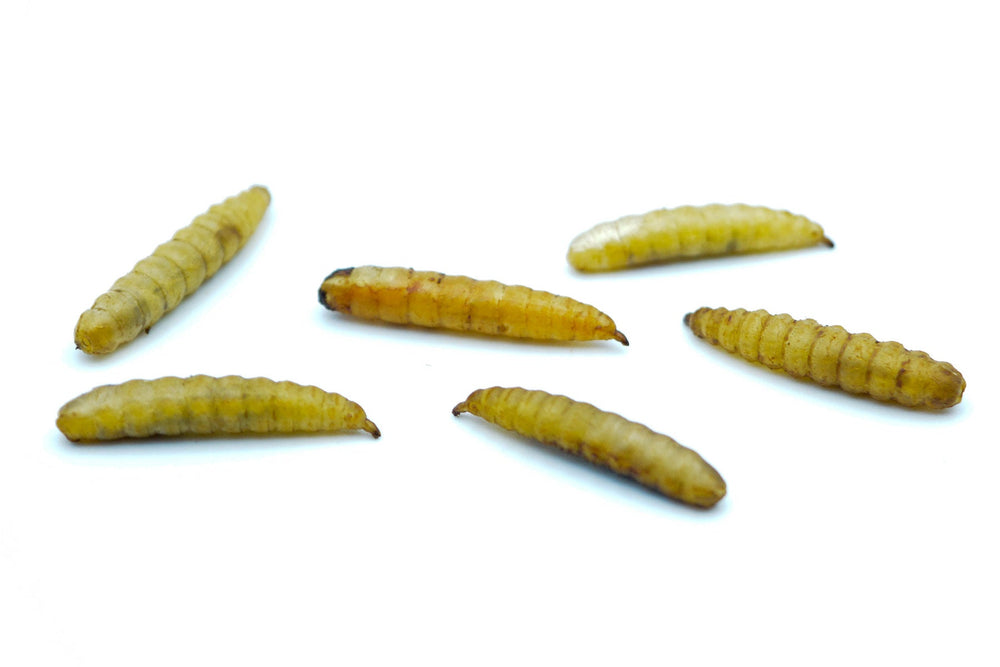 2 KG Soldatenfliegenlarven (Hermetia) getrocknet - futter - tiere.de