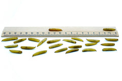 20 KG Soldatenfliegenlarven ( Hermetia ) getrocknet - futter - tiere.de