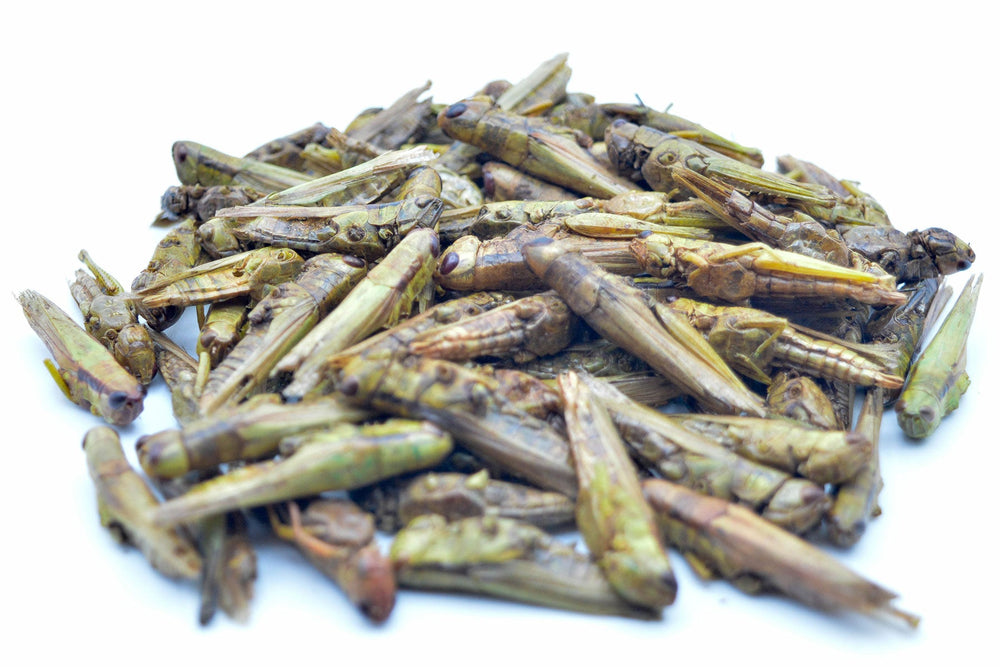 5 KG Grashüpfer (Heuschrecken) getrocknet - futter - tiere.de