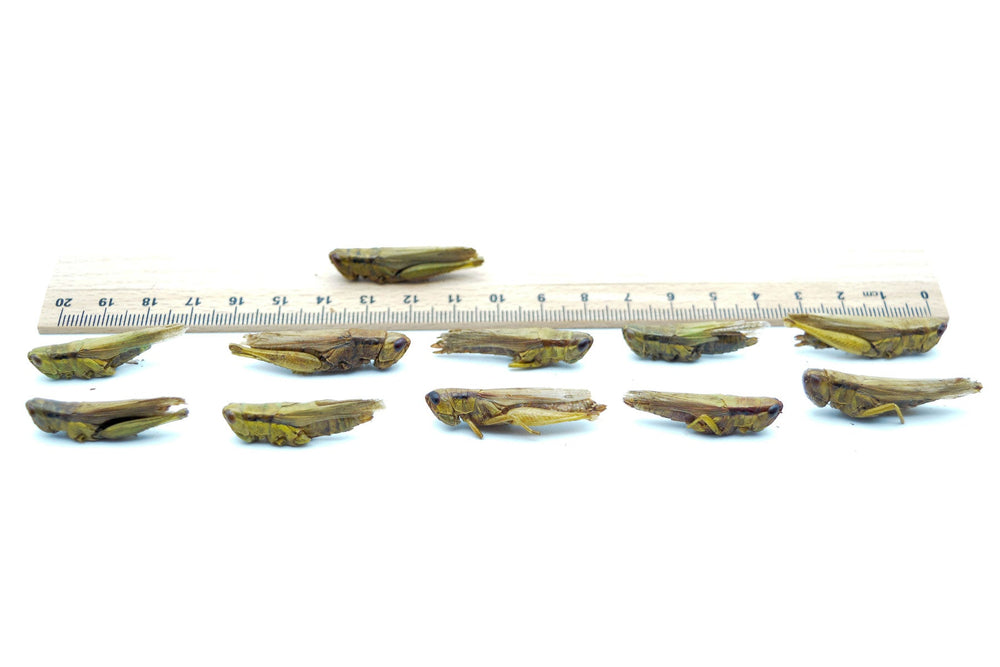 5 KG Grashüpfer (Heuschrecken) getrocknet - futter - tiere.de