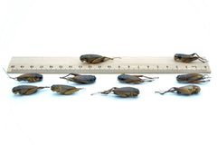 5 KG Grillen getrocknet - futter - tiere.de