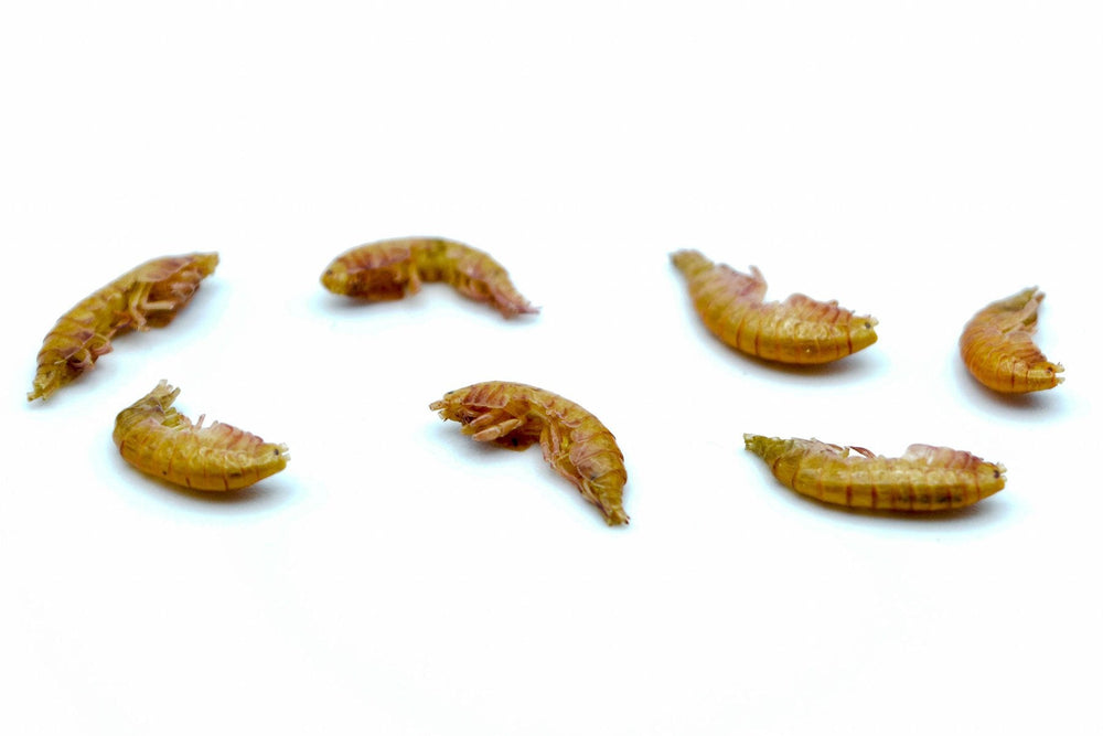 Bachflohkrebse - Gammarus getrocknet 0,2 - 20 KG - futter - tiere.de