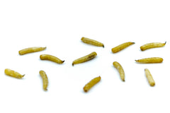 Fliegenlarven (Maden) getrocknet 0,2 - 20 KG - futter - tiere.de