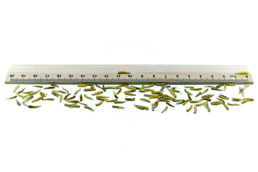 Fliegenlarven (Maden) getrocknet 0,2 - 20 KG - futter - tiere.de