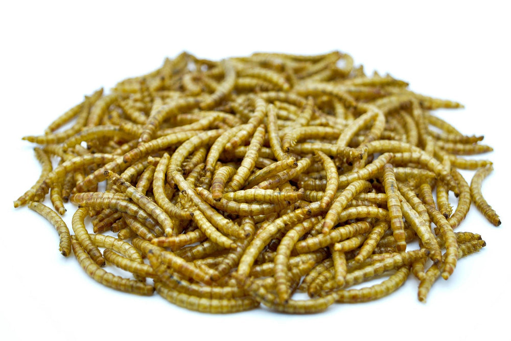 Getrocknete Mehlwürmer als proteinreiche Futterinsekten für Vögel, Hühner und Reptilien