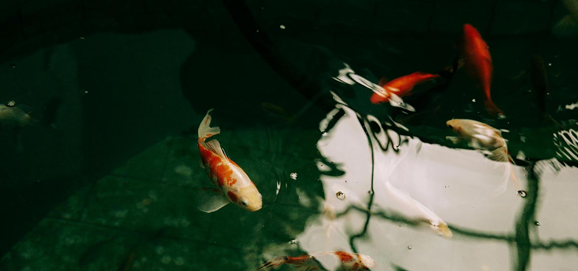 Fischfutter der Extraklasse: Getrocknete Mehlwürmer für Koi und Teichfische - futter-tiere.de