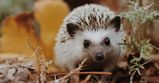 Gemeinsam helfen: Trinkgeld für den Tierschutz - futter-tiere.de