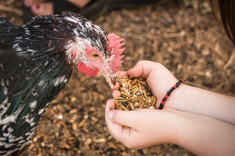 Mehlwürmer: Das Ideale Ergänzungsfutter für Ihre Tiere