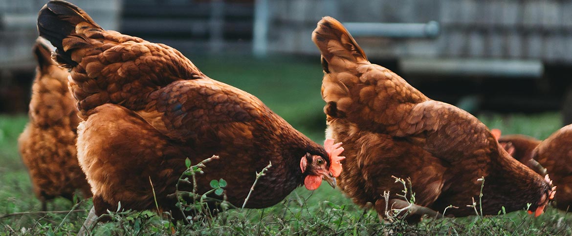 Huhn pickt getrocknete Mehlwürmer zur Stärkung der Eierschalen