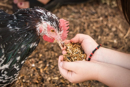 Mehlwürmer: Das Ideale Ergänzungsfutter für Ihre Tiere - futter-tiere.de