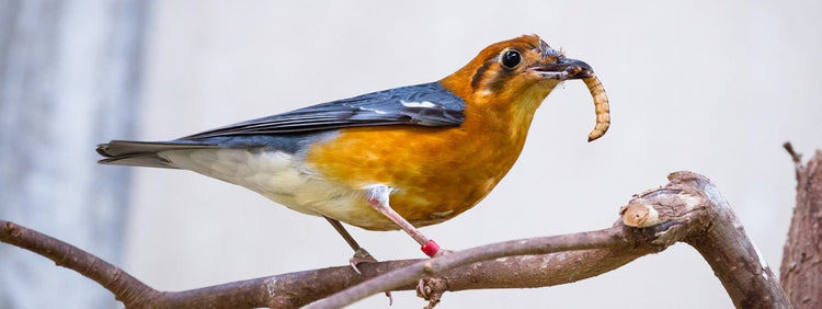 Warum getrocknete Mehlwürmer die beste Wahl für Wildvögel sind - futter-tiere.de