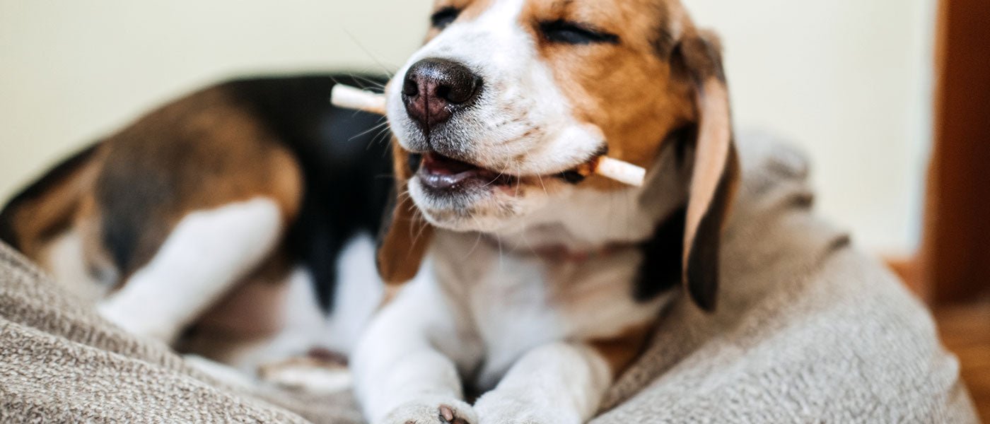 Hunde Kausnacks - zur Belohnung & Zahnpflege - futter-tiere.de