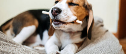 Hunde Kausnacks - zur Belohnung & Zahnpflege - futter-tiere.de