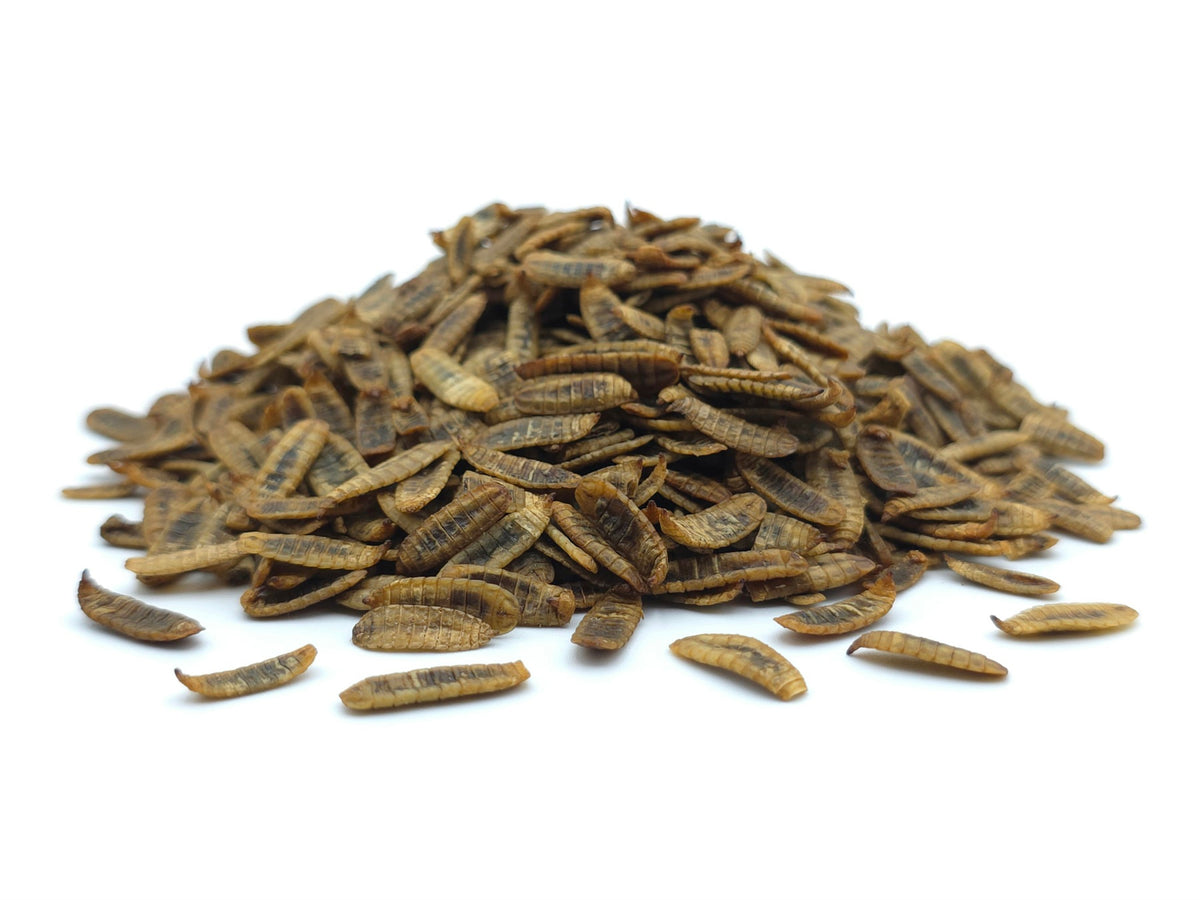 2 KG Soldatenfliegenlarven getrocknet Premium