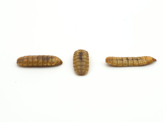 1 KG Soldatenfliegenlarven getrocknet Premium