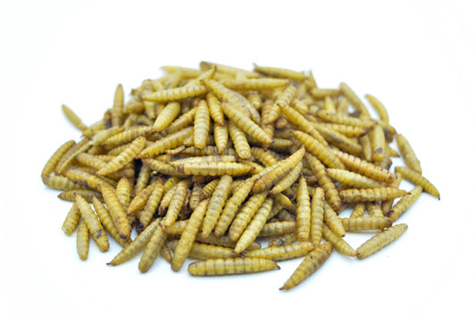 Soldatenfliegenlarven getrocknet im Eimer