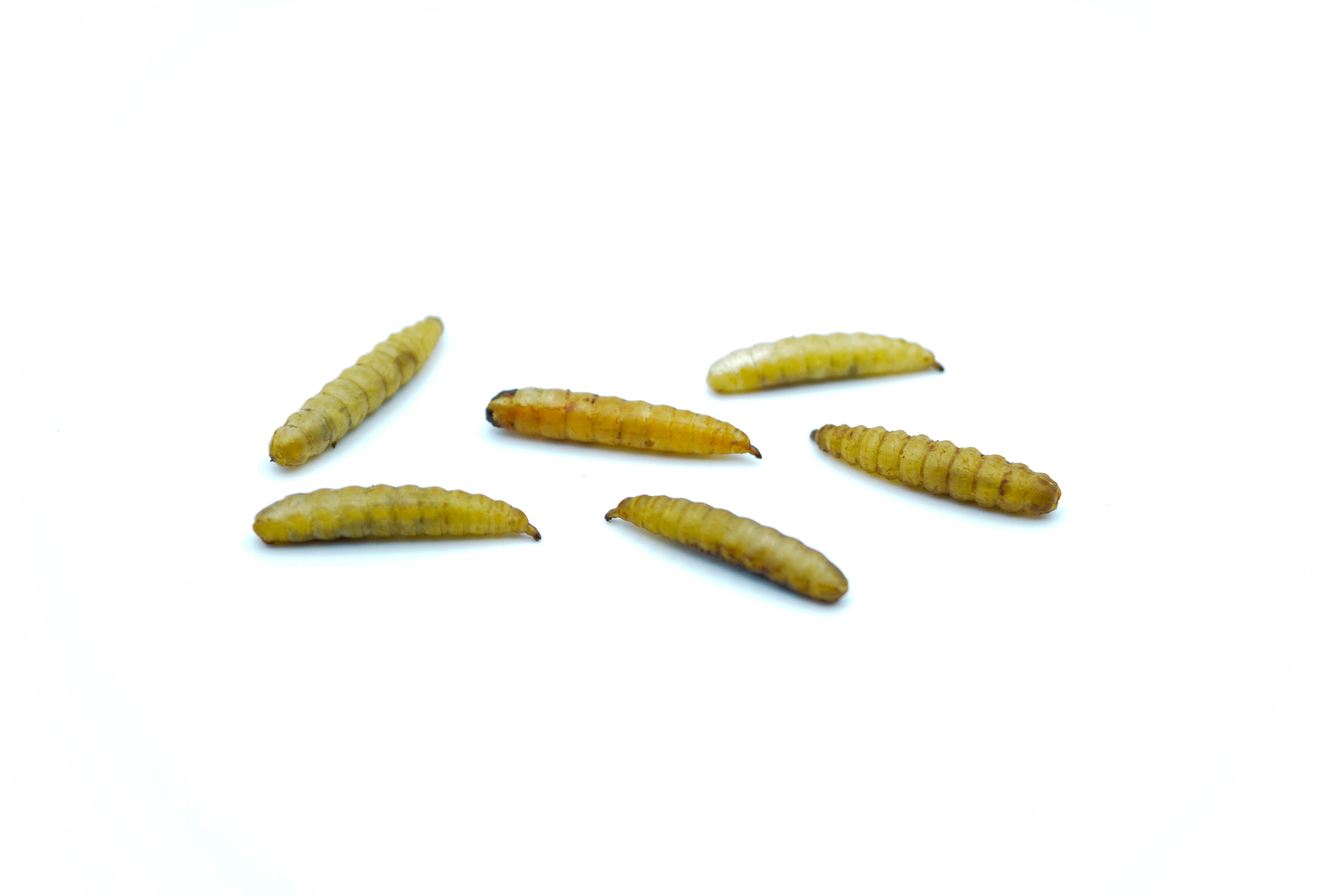 Soldatenfliegenlarven getrocknet im Eimer