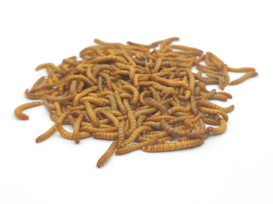Frische Mehlwürmer als proteinreiche Futterinsekten