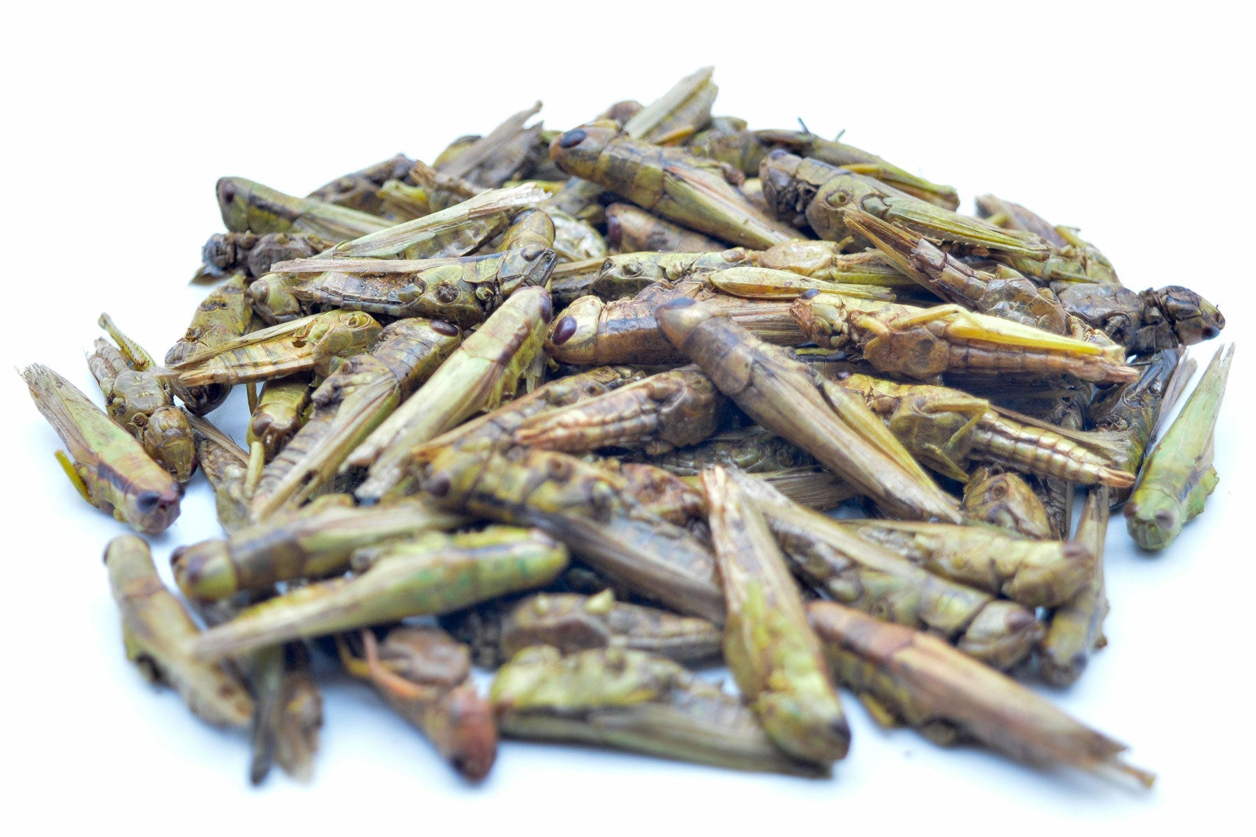 1 KG Grashüpfer (Heuschrecken) getrocknet - futter - tiere.de