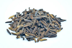 10 KG Soldatenfliegenlarven getrocknet Premium - futter - tiere.de