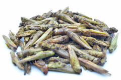 2 KG Grashüpfer (Heuschrecken) getrocknet - futter - tiere.de
