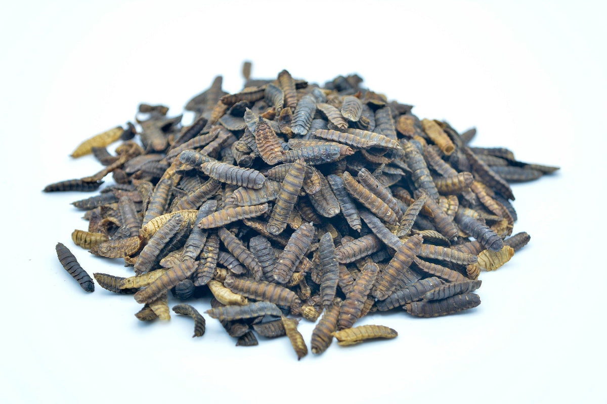 20 KG Soldatenfliegenlarven getrocknet Premium - futter - tiere.de