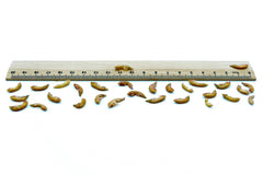 Bachflohkrebse - Gammarus getrocknet  0,2 - 20 KG