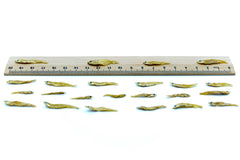 2 KG Fische 1-3 cm getrocknet