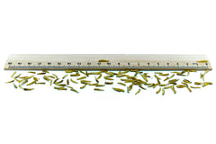 1 KG Fliegenlarven (Maden) getrocknet