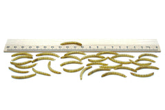 Getrocknete Mehlwürmer - 0,2 bis 20kg - futter - tiere.de