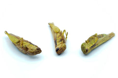 Grashüpfer (Heuschrecken) getrocknet  0,2 - 20 KG