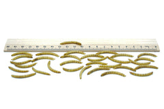 1 KG Mehlwürmer getrocknet