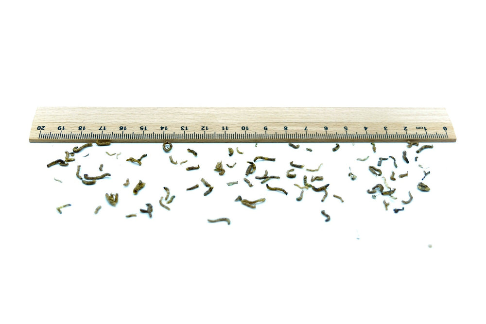 Rote Mückenlarven getrocknet 0,05 - 5 KG - futter - tiere.de