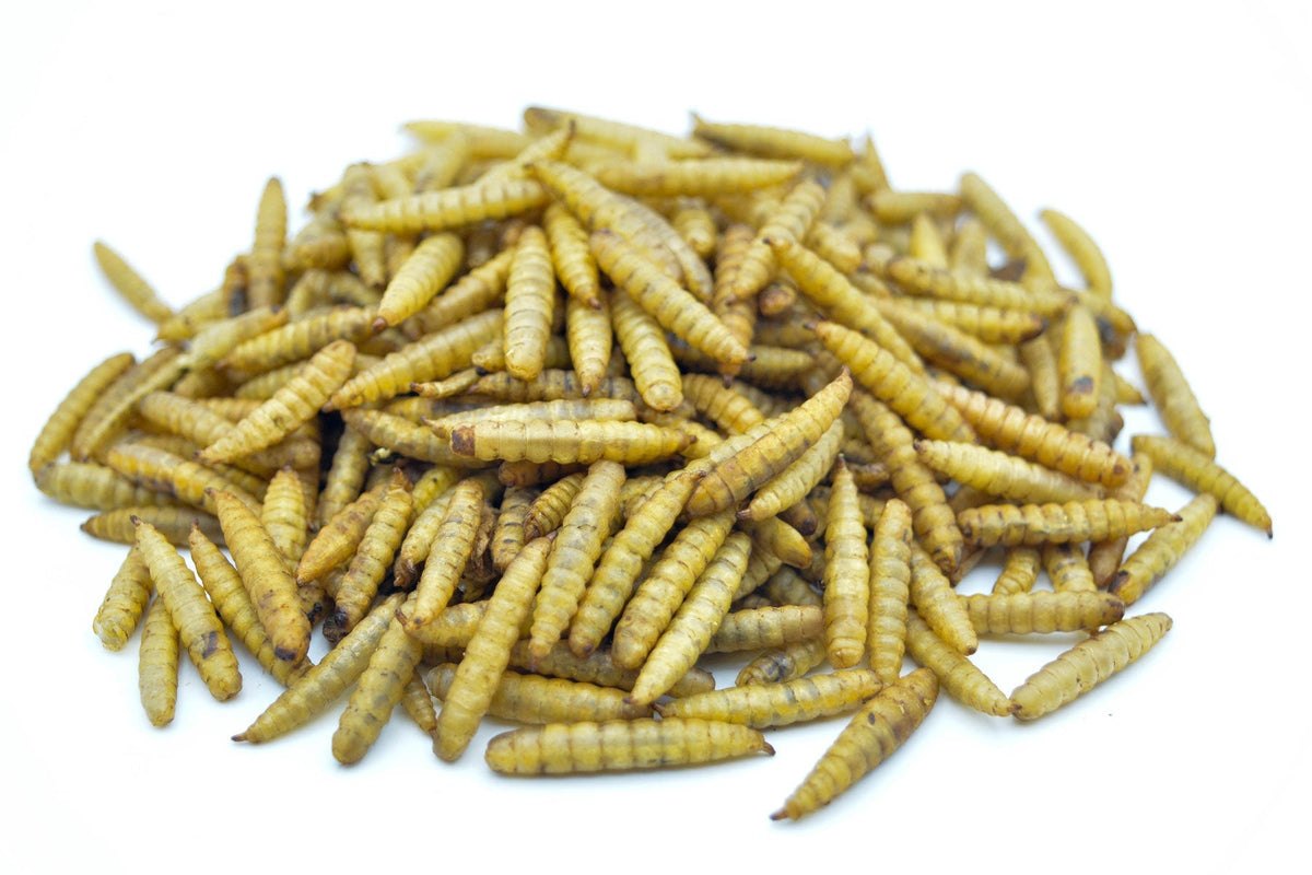 Soldatenfliegenlarven getrocknet als Haufen mit hoher Proteinqualität