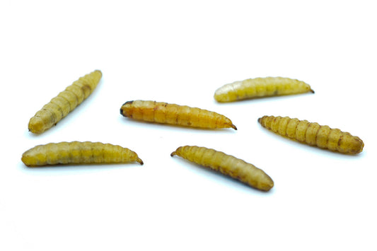 Soldatenfliegenlarven (Hermetia) getrocknet 0,2 - 20 KG - futter - tiere.de